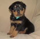 Zdrav� o�kovan� a od�erven� �T��ATA ROTTWEILERA k adopci.