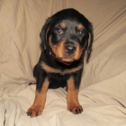 Zdrav� o�kovan� a od�erven� �T��ATA ROTTWEILERA k adopci.