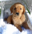 �t��ata zlat�ho retr�vra k adopci.