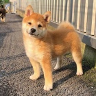 �t��ata shiba inu k adopci