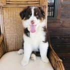 australsk�ho ov��ka k adopci