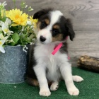 �t���tka australsk�ho ov��ka k adopci