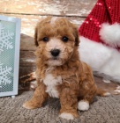 Zdrav� a o�kovan� �t��ata ''Bichon Poo'' k adopci.