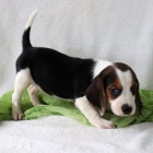 Kr�sn� �t��ata tricolorn�ho b�gla k adopci.