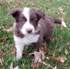 Zdrav� a o�kovan� �t��ata border kolie k adopci