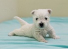 o�kovan� a od�erven� mini �t���tka West Highland White Terriers k adopci