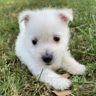 o�kovan� a od�erven� mini �t���tka West Highland White Terriers k adopci