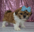 o�kovan� a zdrav� �t��ata SHIH TZU k adopci