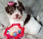 Prod�m roztomil� a zdrav� �t��ata havanese.