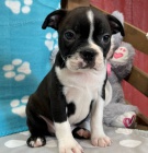 Prod�m �t��ata bostonsk�ho teri�ra