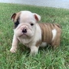 Prod�m �t��ata anglick�ho buldo�ka