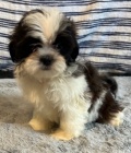 �t��ata shih tzu