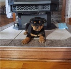 �t��ata rotvajler�