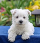 Roztomil� �t���tka West Highland