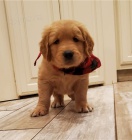 �t��ata zlat�ho retr�vra