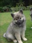 �t��ata Eurasier k dispozici