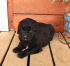 �t��ata Novofundlandsk�  k dispozici