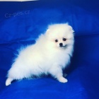 �t��ata Italsk� volpino k dispozici