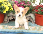 �t��ata Welsh corgi pembroke k dispozici