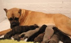 Cane Corso �t��ata