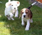 Ohromuj�c� �t��ata Beagle.