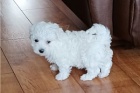 �t��ata Bichon Frise.