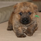 �t��ata norfolsk�ho teri�ra