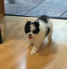 �t��ata Japanese Chin