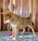 Roztomil� �t���tka shiba inu