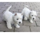 Westie �t��ata.