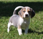 �istokrevn� �t��ata Beagle.