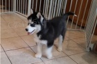 �t��ata sibi�sk�ho husky.