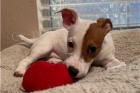�t��ata Jack Russell teri�ra.