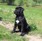 Tosa inu �t��ata �ern� pejsci s PP