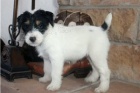 �t��ata Jack Russell teri�ra.