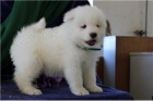 Sn�hurka Samoyed �t��ata.