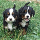 zdrav� a o�kovan� �t��ata bernsk�ho sala�nick�ho psa k adopci