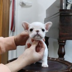 MINI �t��ata francouzsk�ho buldo�ka k adopci.