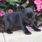 MINI �t��ata �ern�ho francouzsk�ho buldo�ka k adopci.