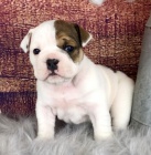 Kr�sn� �t��ata anglick�ho buldo�ka k adopci