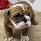 Kr�sn� �t��ata anglick�ho buldo�ka k adopci