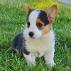 kr�sn� o�kovan� �t���tka Pembroke Welsh Corgi k adopci