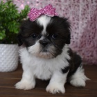 rozko�n� �t���tka fenka a pejsek SHIH TZU k adopci