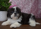 rozko�n� �t���tka fenka a pejsek SHIH TZU k adopci