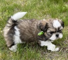 rozko�n�, o�kovan� a od�erven� �t���tka SHIH TZU k adopci