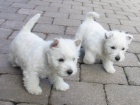 �t��ata West Highland White Terriers k adopci