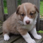 o�kovan� a od�erven� �t��ata fenky a pejska Border kolie k adopci