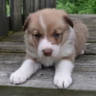 o�kovan� a od�erven� �t��ata fenky a pejska Border kolie k adopci