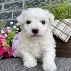 o�kovan� a od�erven� miniaturn� �t��ata bi�onka k adopci