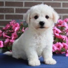 o�kovan� a od�erven� miniaturn� �t��ata bi�onka k adopci